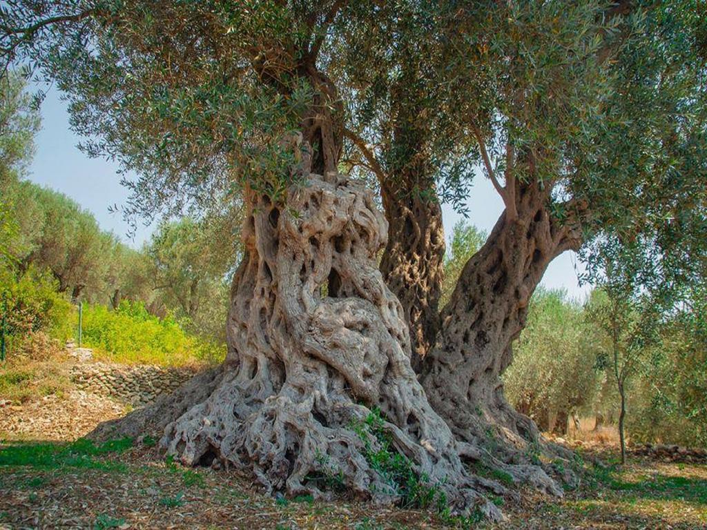 Holiday Park Olive Tree Ulcinj Exterior photo
